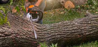 Best Tree Disease Treatment  in Munford, AL