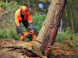 Best Lot and Land Clearing  in Munford, AL