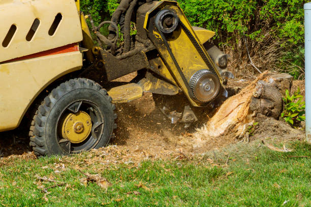 Best Tree Risk Assessment  in Munford, AL