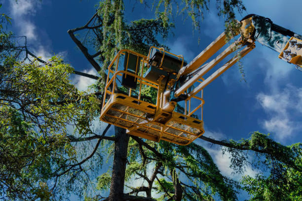 Best Tree Removal  in Munford, AL