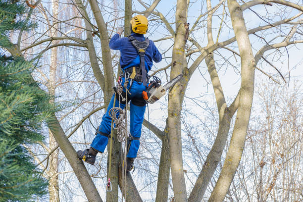 Best Hazardous Tree Removal  in Munford, AL