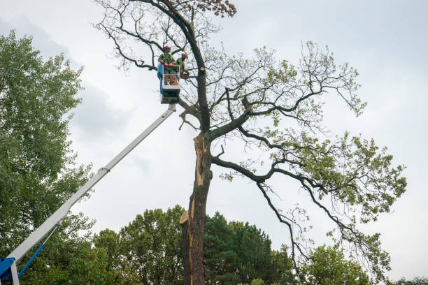 Best Firewood Processing and Delivery  in Munford, AL