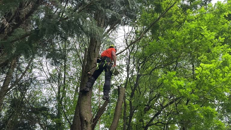 Best Tree Health Inspection  in Munford, AL