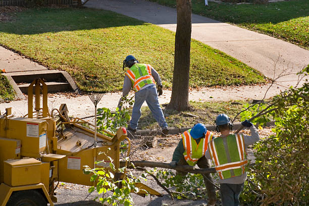 Best Tree Trimming and Pruning  in Munford, AL