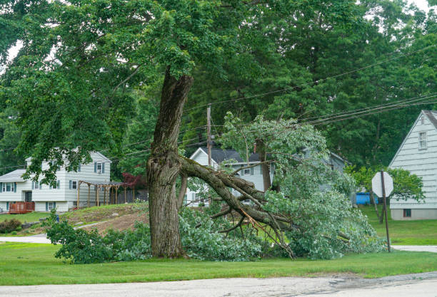 Best Leaf Removal  in Munford, AL