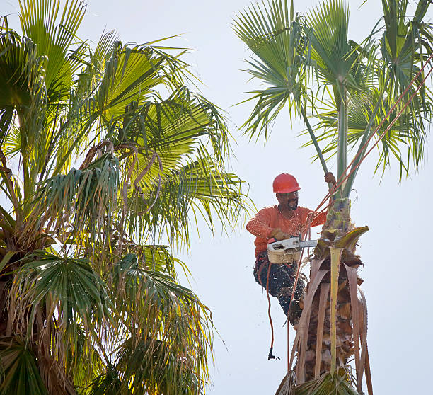 How Our Tree Care Process Works  in  Munford, AL