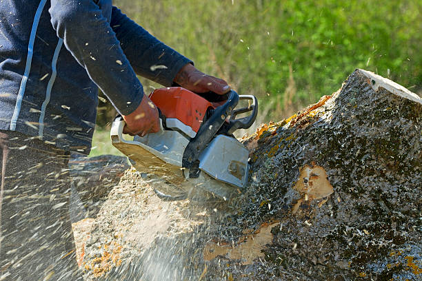 Best Stump Grinding and Removal  in Munford, AL